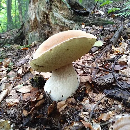 федорчуків гірська хатина Vakantiehuis